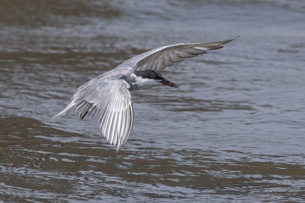 Whiskered Tern