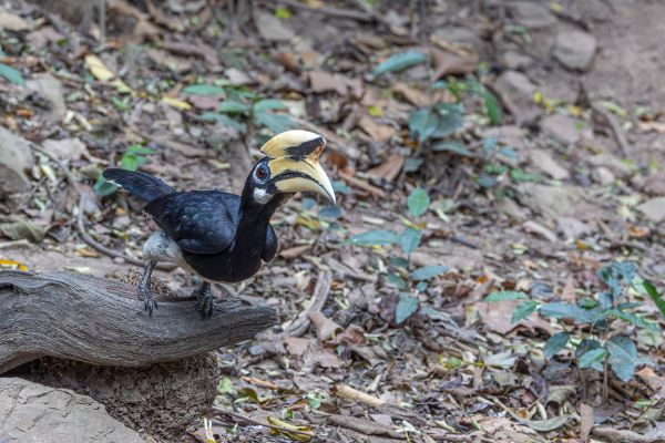 Oriental Pied-Hornbill