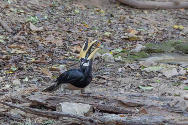 Oriental Pied-Hornbill