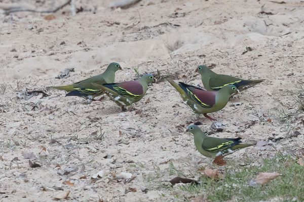 Thick-billed Green-Pigeon
