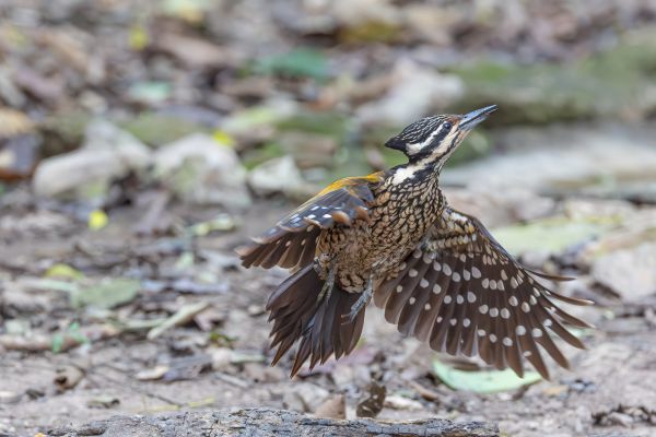 Common Flameback (javanense)