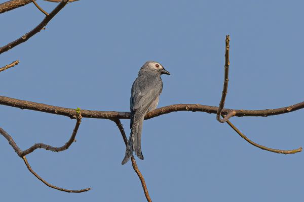 Ashy Drongo 
