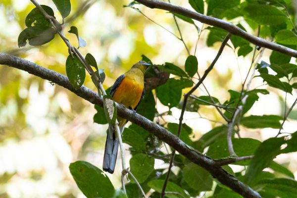 Orange-breasted Trogon