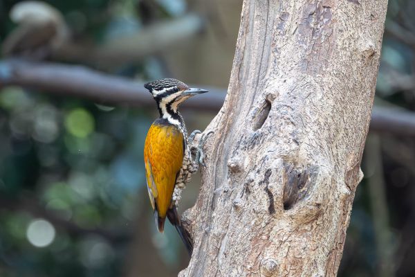Common Flameback