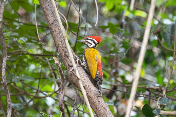Common Flameback