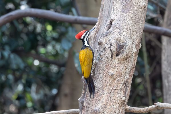 Common Flameback