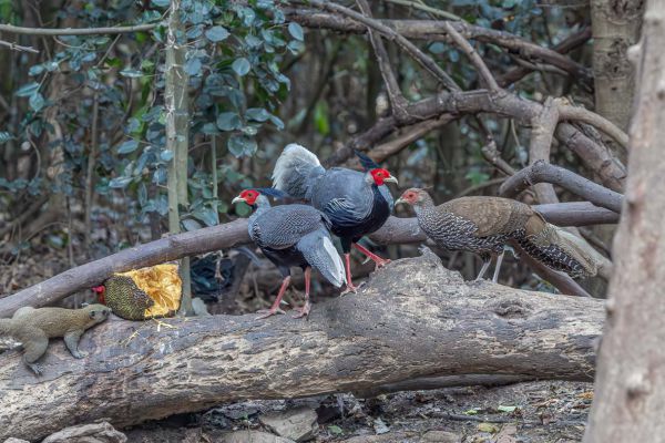 Kalij pheasant