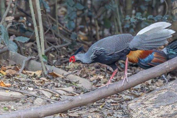 Kalij pheasant