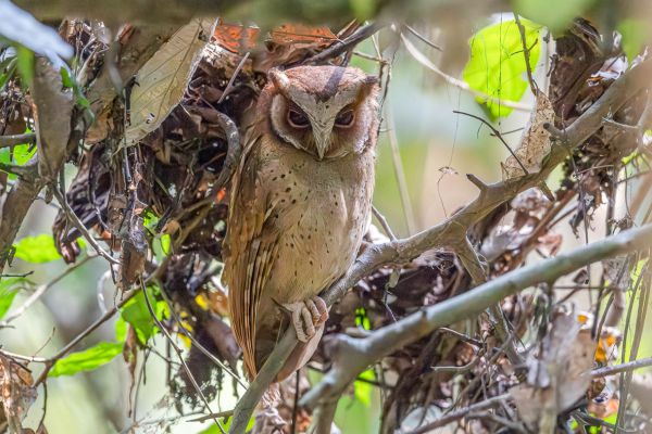 Mountain or Stresemann's Scops-Owl