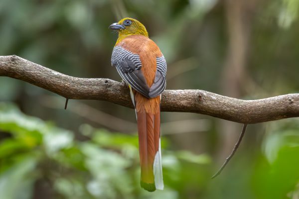 Orange-breasted Trogon