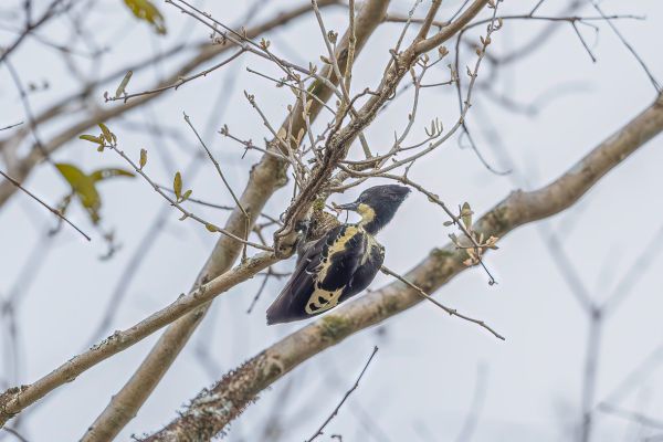 Heart-spotted Woodpecker