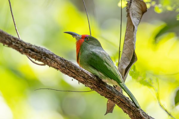 Red-bearded Bee-eater