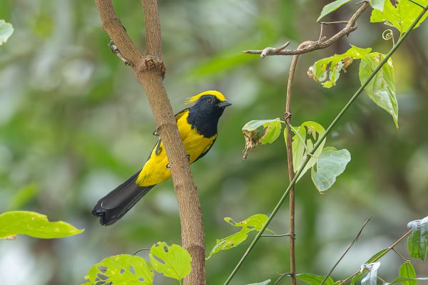 Sultan Tit