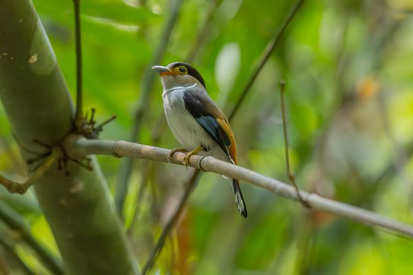 Silver-breasted Broadbill 