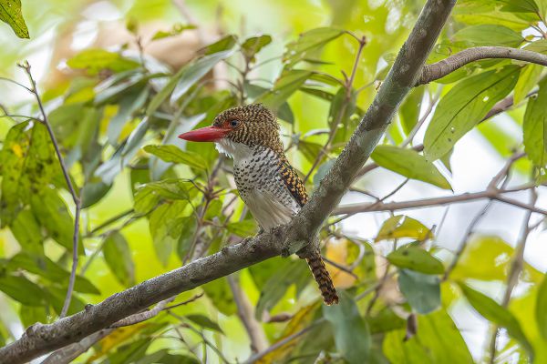 Banded Kingfisher 