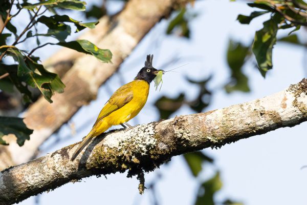 Black-crested Bulbul