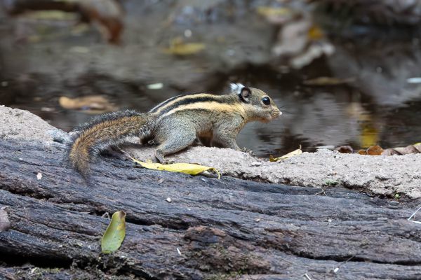 Berdmore's ground squirrel 