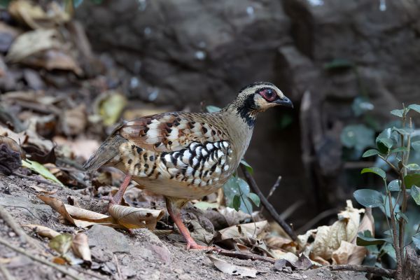 Bar-backed Partridge