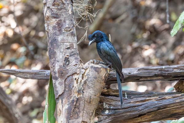 Sri Lanka Drongo