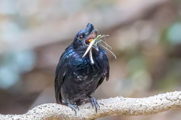 Sri Lanka Drongo