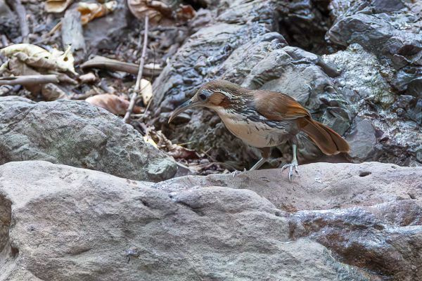 Large Scimitar-Babbler