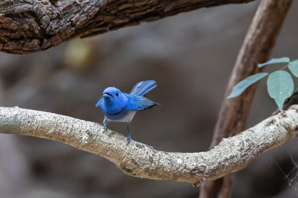 Hainan blue flycatcher