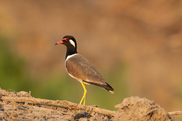 Red-wattled Lapwing