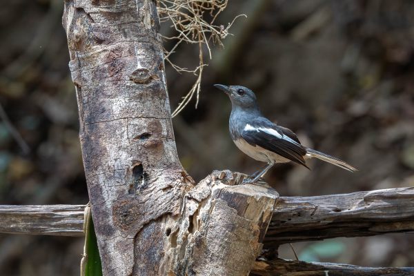 Oriental Magpie-Robin