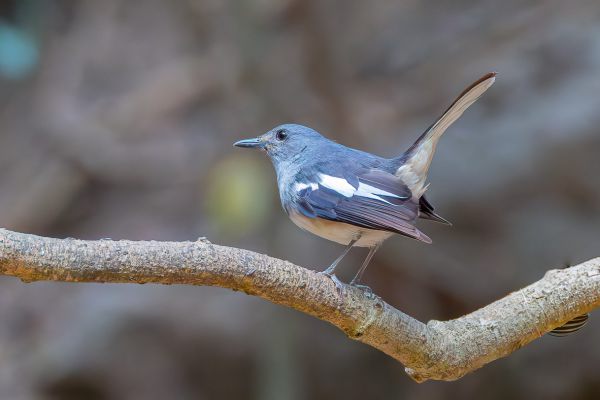 Oriental Magpie-Robin