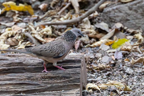 Spotted Dove