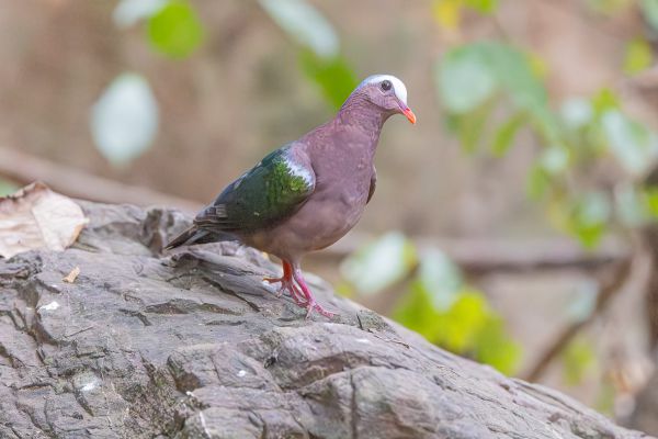 Emerald Dove