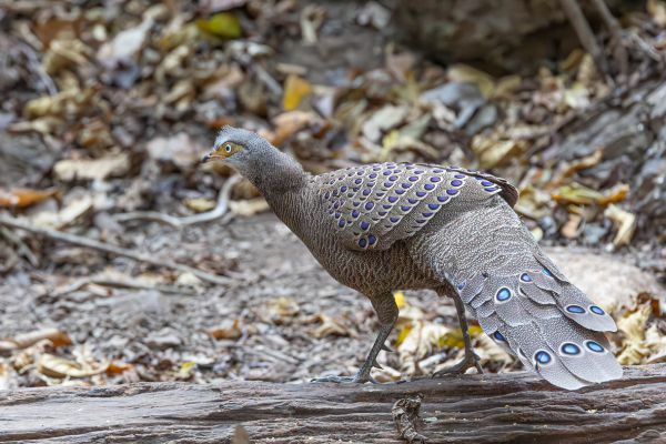 Grey Peacock-Pheasant