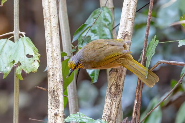 Stripe-throated Bulbul