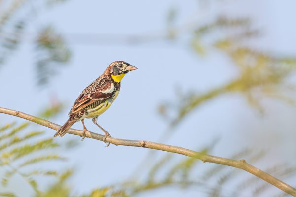 Yellow-breasted Bunting