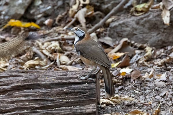 Lesser Necklaced Laughingthrush