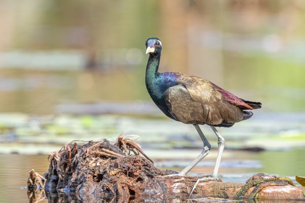 Bronze-winged Jacana