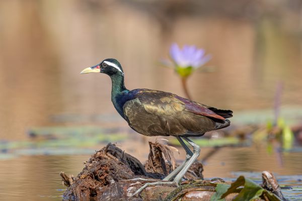 Bronze-winged Jacana