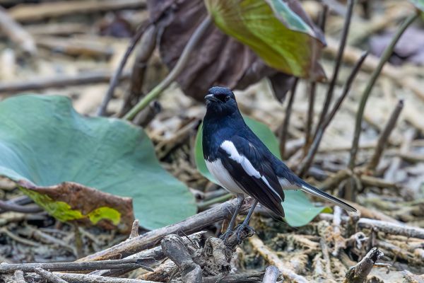 Oriental Magpie-Robin