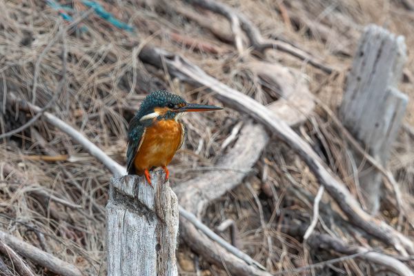 Blue-eared Kingfisher
