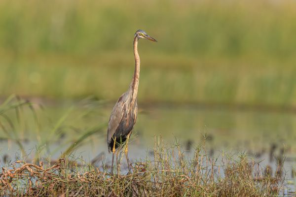 Purple Heron