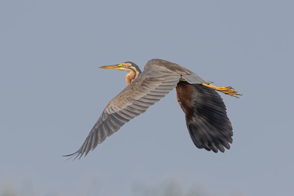 Purple Heron