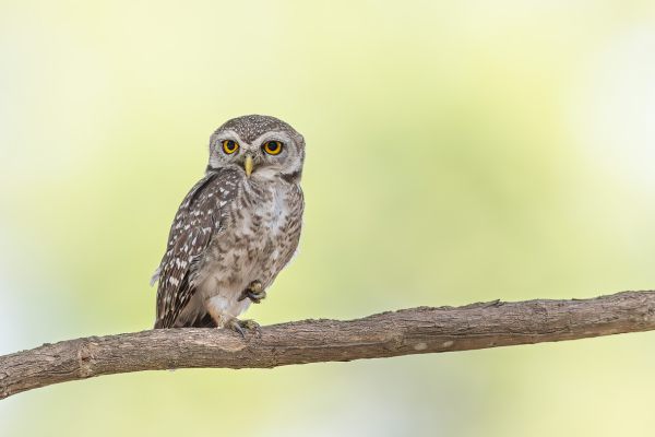 Spotted Owlet (brama)