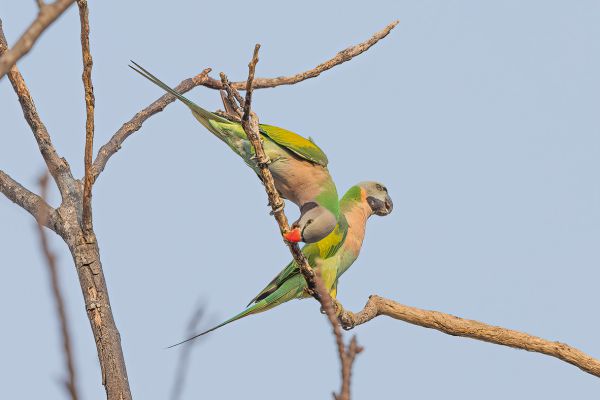 Red-breasted Parakeet