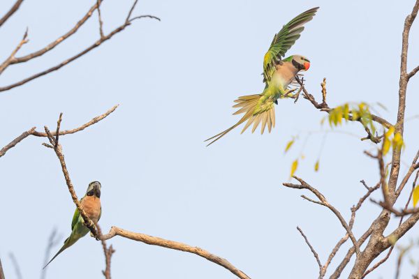 Red-breasted Parakeet