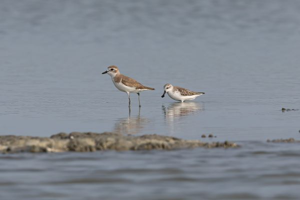 Broad-billed Sandpiper