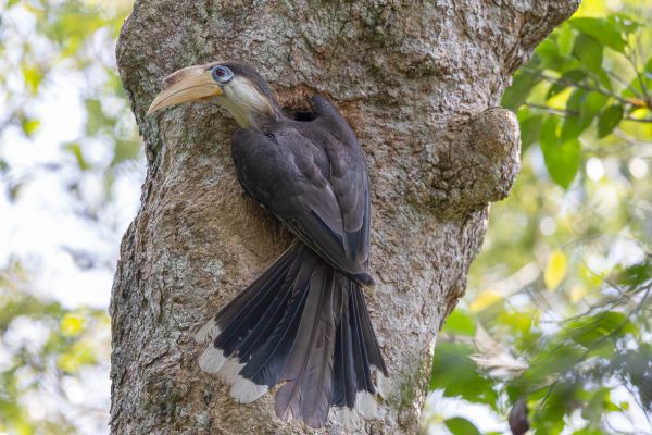 Austen's Brown Hornbill