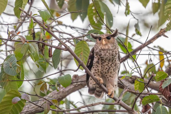 Spot-bellied Eagle-Owl
