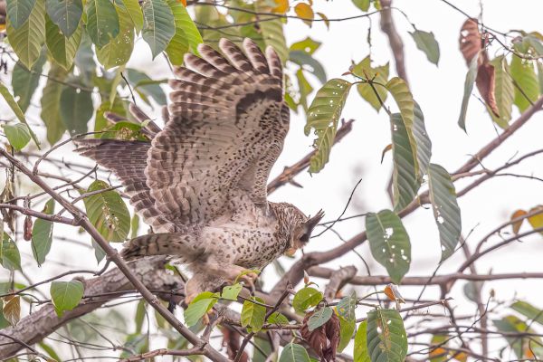 Spot-bellied Eagle-Owl
