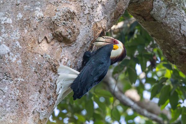 Wreathed Hornbill