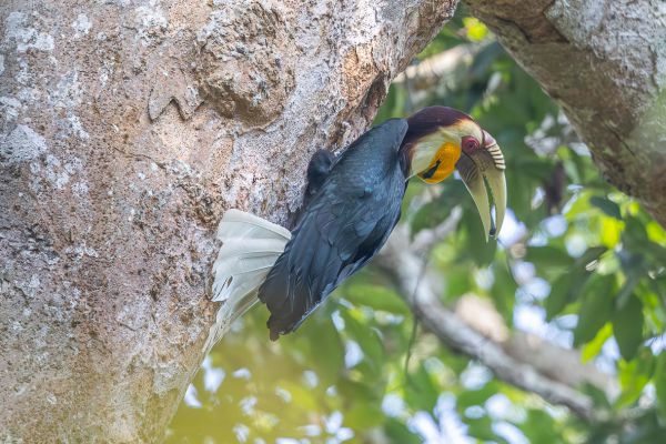 Wreathed Hornbill